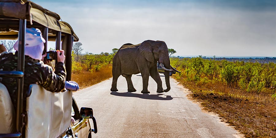A safari spots an elephant in Kruger National Park.